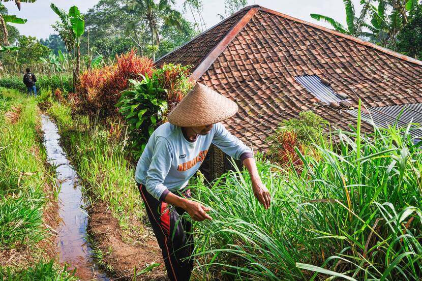 Checking crops for use in oils, spices and herbs in Indonesia