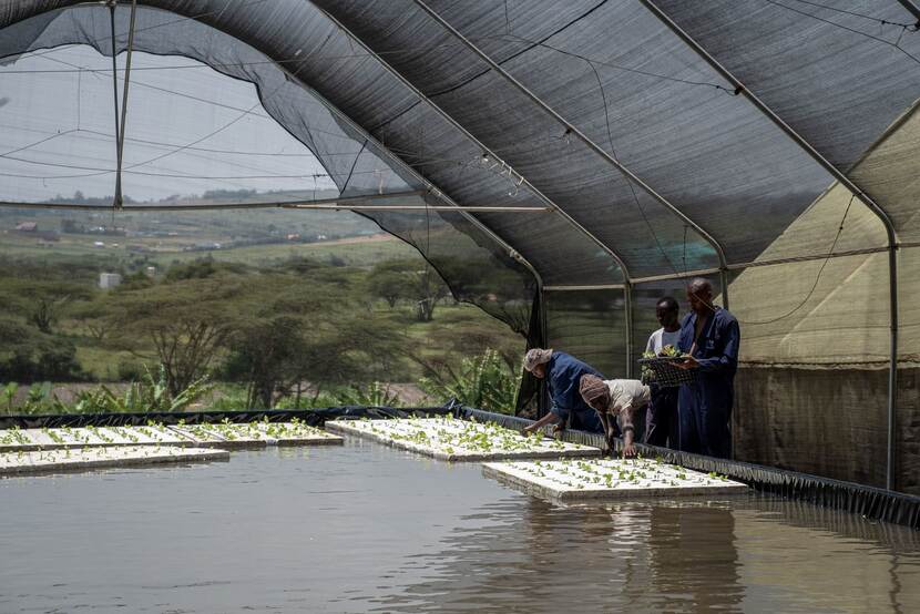 Results of the Kenya Aquaponics project. ICT technology in water sector and agro sector. A project introducing an innovative form of aqua agriculture